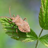 Squash Bug 1 OLYMPUS DIGITAL CAMERA